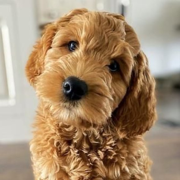 Meet your Posher, Gilligan! - Picture 1 of 1